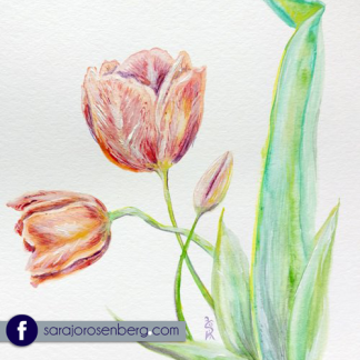 Tulip Study