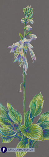 Embody the Rain - Sara Jo Rosenberg Artwork